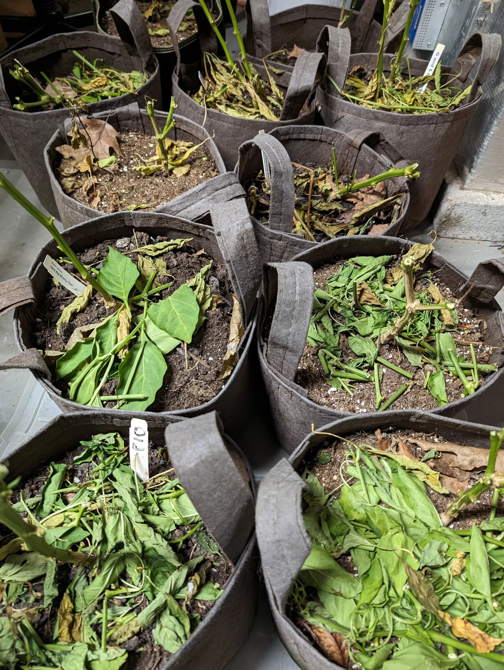 Overwintering Pepper Plants