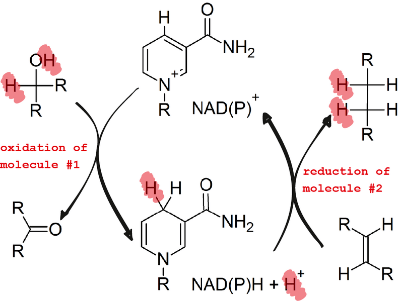 Improving NAD Levels