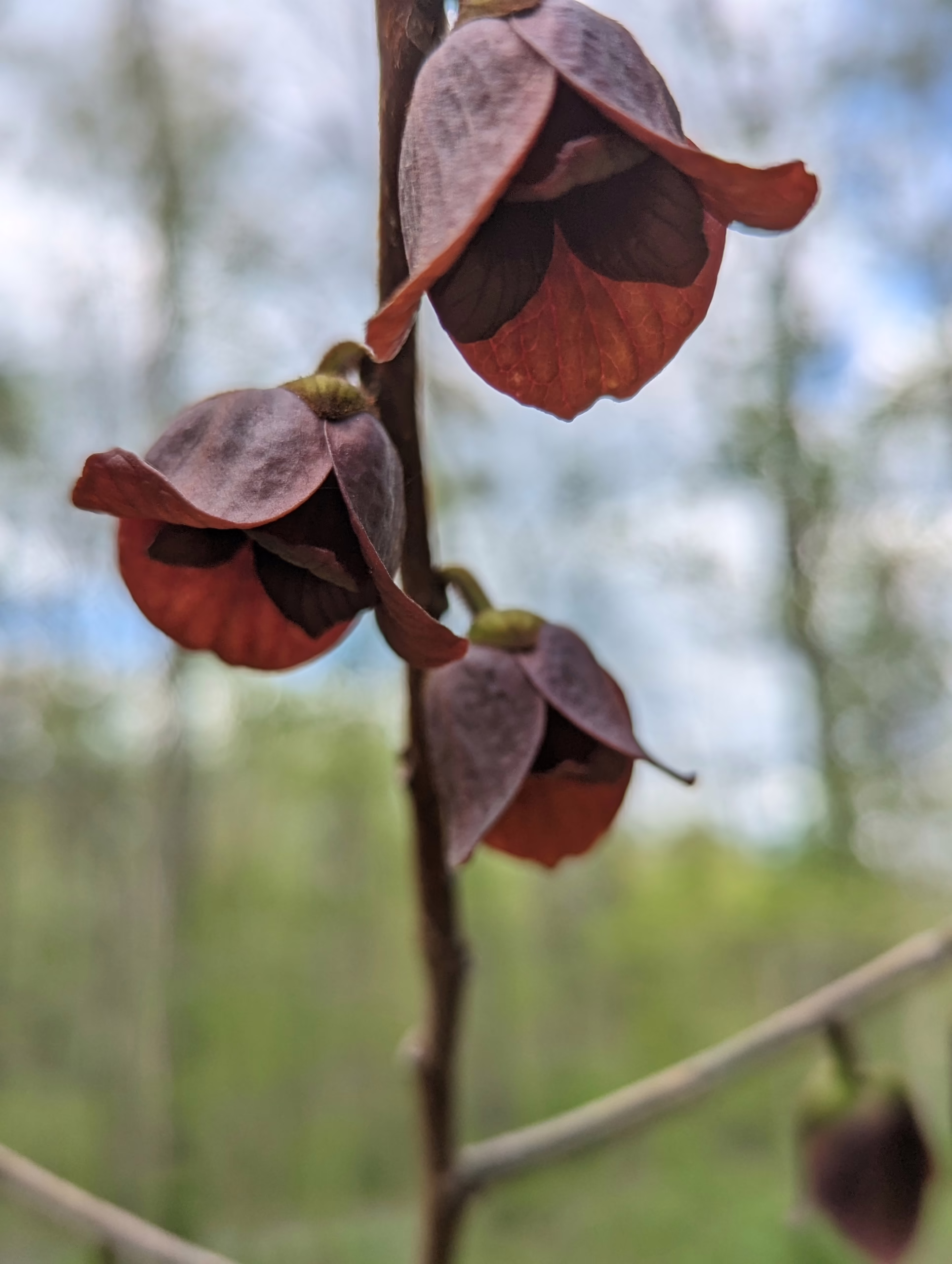 Ode to the Paw Paw Tree